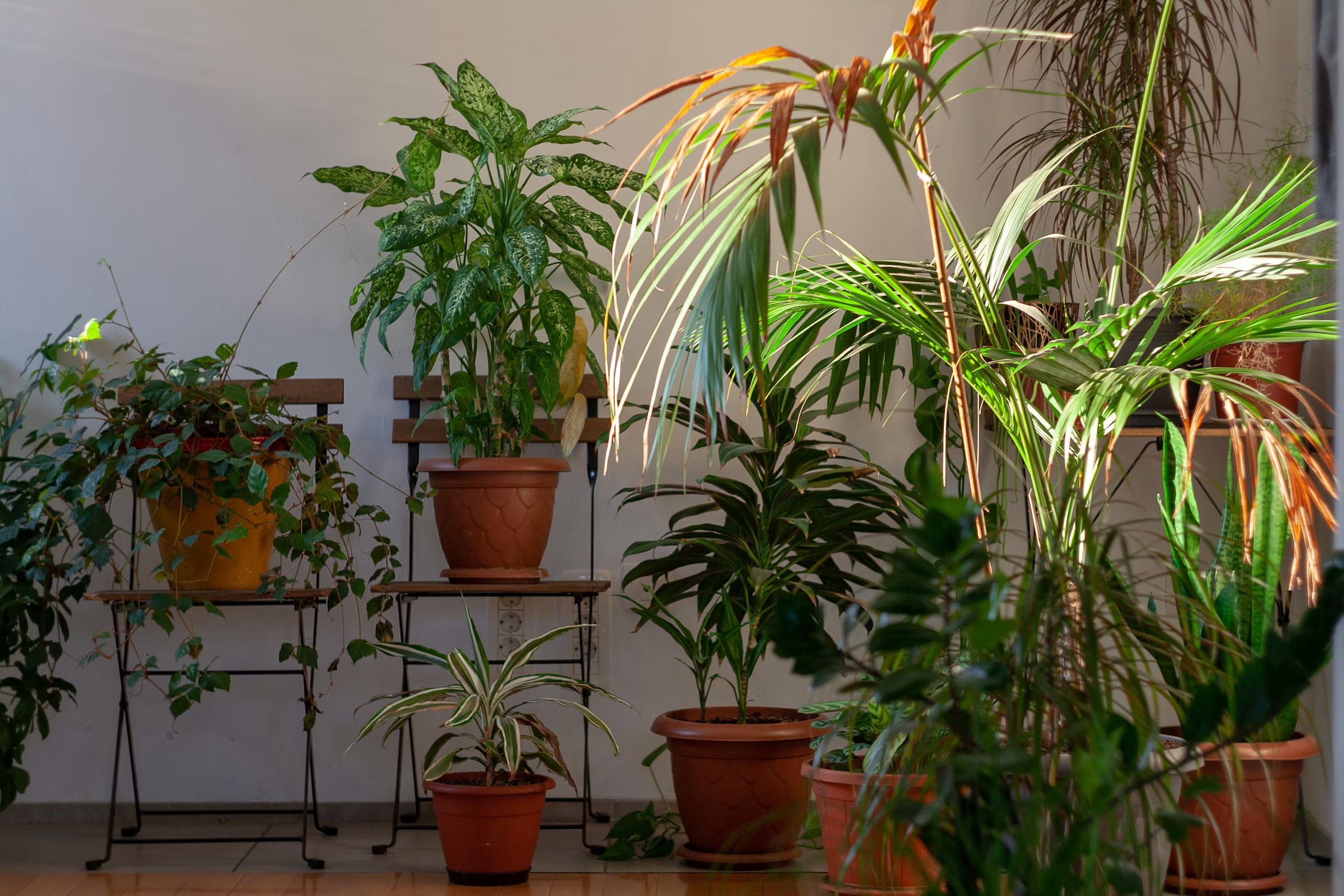 Indoor Gardening Ideas for Beautiful Space